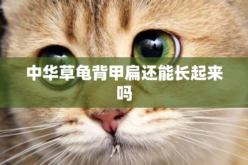中華草龜背甲扁還能長起來嗎