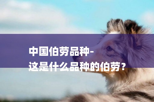 中國伯勞品種-
這是什么品種的伯勞？