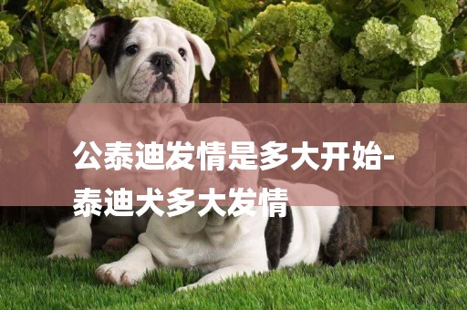 公泰迪發情是多大開始-
泰迪犬多大發情