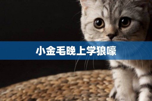 小金毛晚上學狼嚎