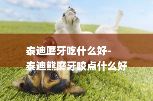 泰迪磨牙吃什么好-
泰迪熊磨牙咬點什么好