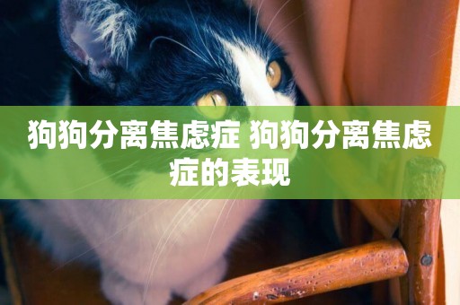 狗狗分離焦慮癥 狗狗分離焦慮癥的表現