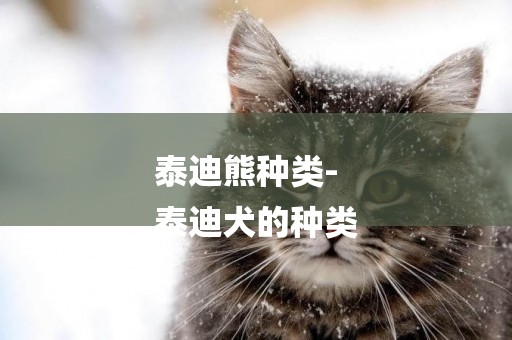 泰迪熊種類-
泰迪犬的種類