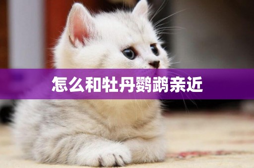 怎么和牡丹鸚鵡親近