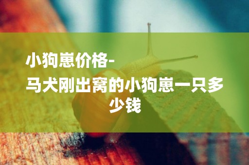 小狗崽價格-
馬犬剛出窩的小狗崽一只多少錢