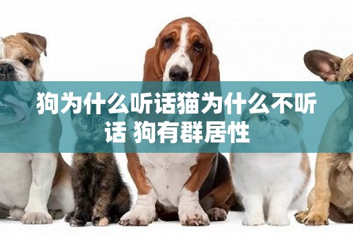 狗為什么聽話貓為什么不聽話 狗有群居性