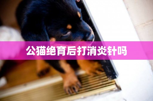 公貓絕育后打消炎針嗎