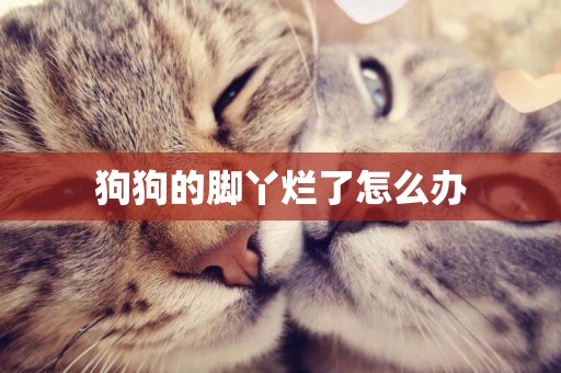 狗狗的腳丫爛了怎么辦