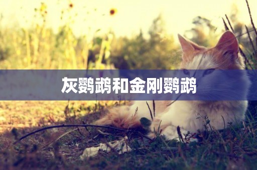 灰鸚鵡和金剛鸚鵡