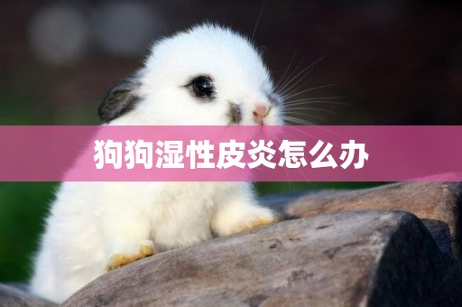 狗狗濕性皮炎怎么辦