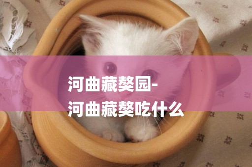 河曲藏獒園-
河曲藏獒吃什么