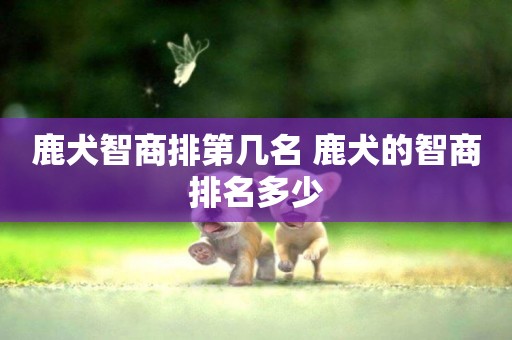 鹿犬智商排第幾名 鹿犬的智商排名多少