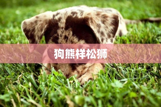 狗熊樣松獅