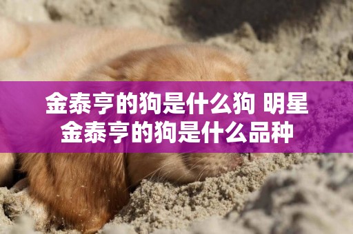 金泰亨的狗是什么狗 明星金泰亨的狗是什么品種