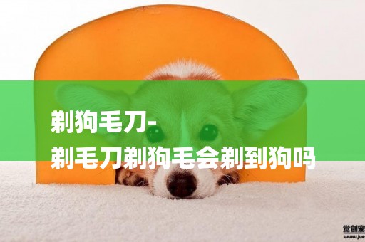 剃狗毛刀-
剃毛刀剃狗毛會剃到狗嗎
