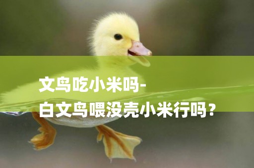 文鳥吃小米嗎-
白文鳥喂沒殼小米行嗎？