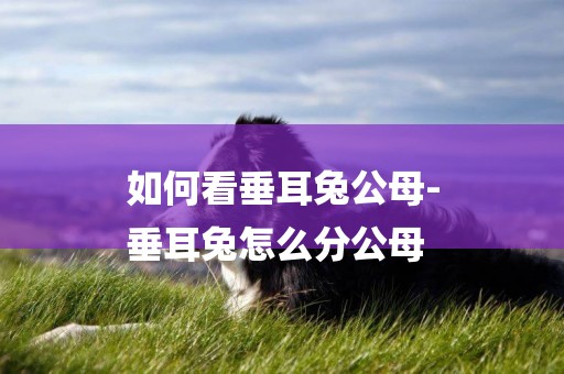 如何看垂耳兔公母-
垂耳兔怎么分公母
