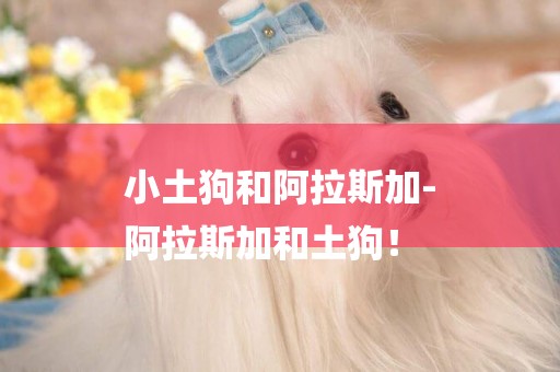 小土狗和阿拉斯加-
阿拉斯加和土狗！