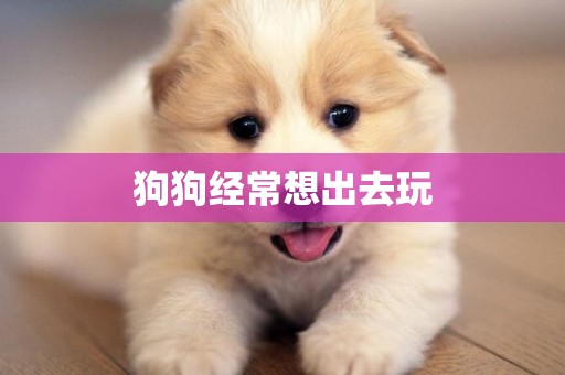 狗狗經常想出去玩