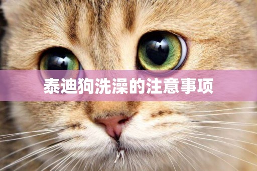 泰迪狗洗澡的注意事項
