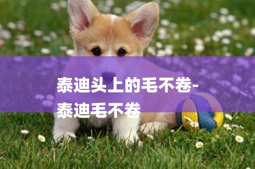 泰迪頭上的毛不卷-
泰迪毛不卷