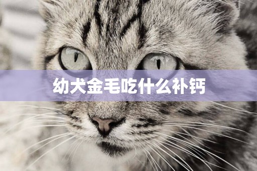 幼犬金毛吃什么補鈣