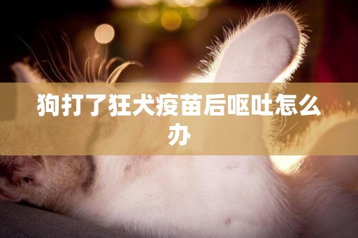 狗打了狂犬疫苗后嘔吐怎么辦