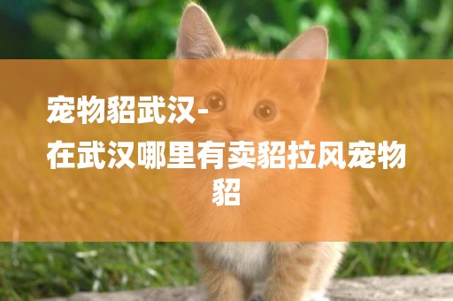 寵物貂武漢-
在武漢哪里有賣貂拉風寵物貂