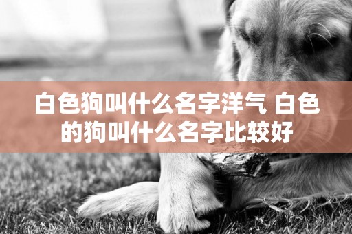 白色狗叫什么名字洋氣 白色的狗叫什么名字比較好