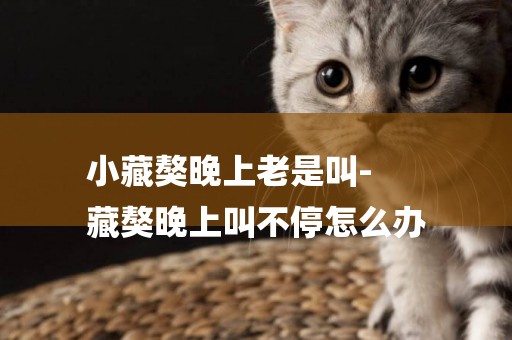小藏獒晚上老是叫-
藏獒晚上叫不停怎么辦