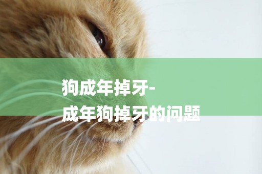 狗成年掉牙-
成年狗掉牙的問題