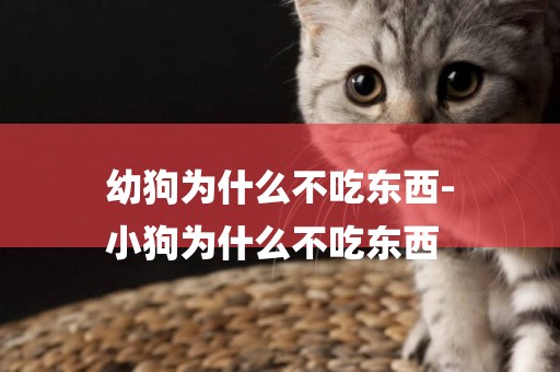 幼狗為什么不吃東西-
小狗為什么不吃東西