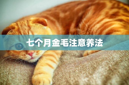 七個月金毛注意養法