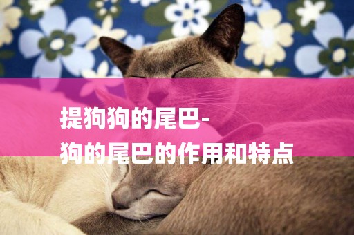 提狗狗的尾巴-
狗的尾巴的作用和特點