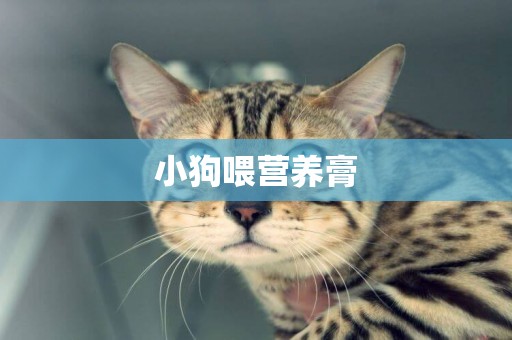 小狗喂營養膏