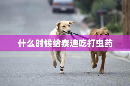 什么時候給泰迪吃打蟲藥