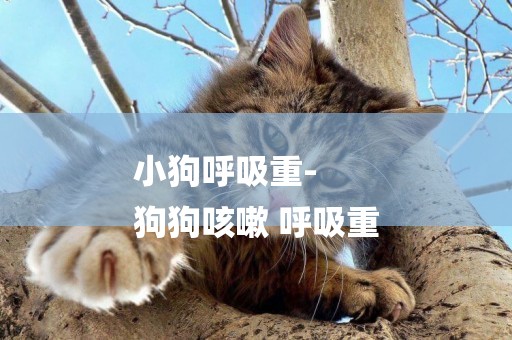 小狗呼吸重-
狗狗咳嗽 呼吸重