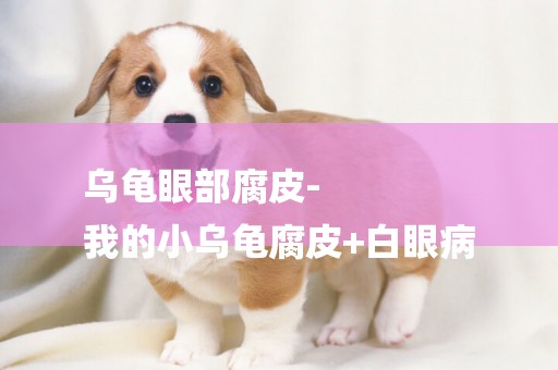 烏龜眼部腐皮-
我的小烏龜腐皮+白眼病