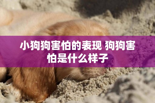 小狗狗害怕的表現 狗狗害怕是什么樣子