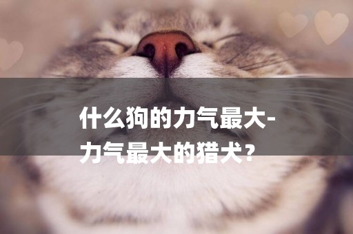 什么狗的力氣最大-
力氣最大的獵犬？