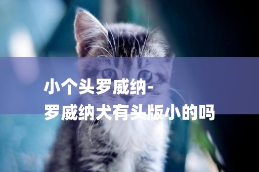 小個頭羅威納-
羅威納犬有頭版小的嗎