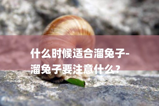 什么時候適合溜兔子-
溜兔子要注意什么？