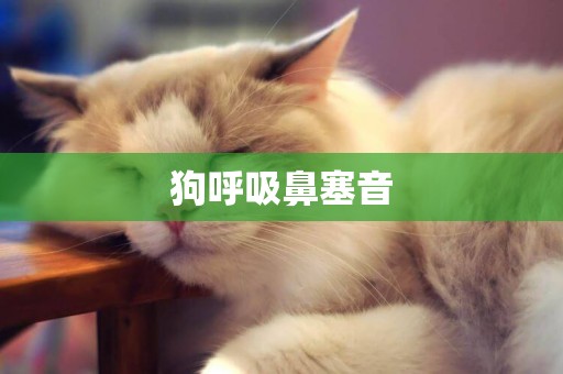 狗呼吸鼻塞音