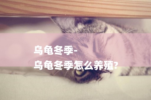 烏龜冬季-
烏龜冬季怎么養殖?
