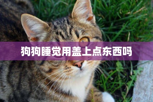 狗狗睡覺用蓋上點東西嗎