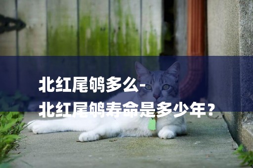 北紅尾鴝多么-
北紅尾鴝壽命是多少年？