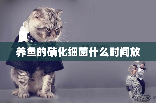 養魚的硝化細菌什么時間放