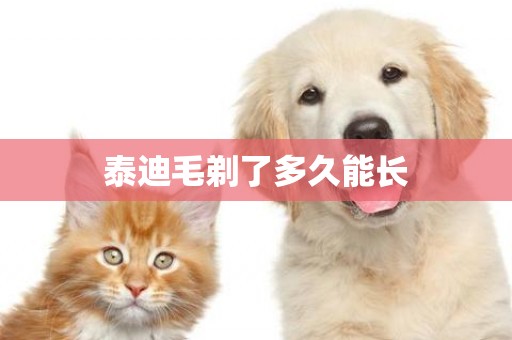 泰迪毛剃了多久能長