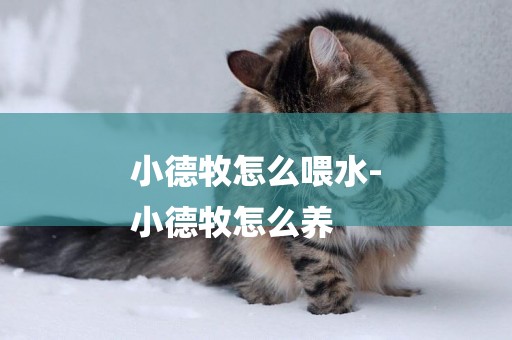 小德牧怎么喂水-
小德牧怎么養