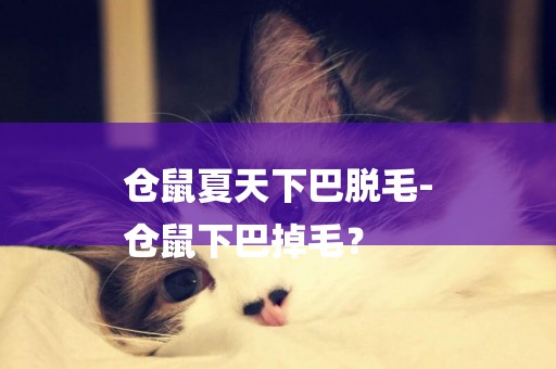 倉鼠夏天下巴脫毛-
倉鼠下巴掉毛？